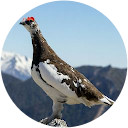 i su (フランケン) i su (フランケン)